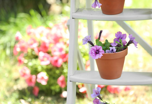 Ladder with beautiful pot plants in backyard