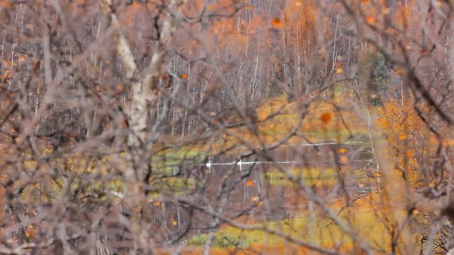 Spring in taiga. Pair of whooper swan (Cygnus cygnus) on peaceful wooded river. Birds are cautious and film made through mesh of branches
