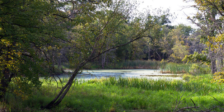 Wetland in Goose Island County Park, a backwater of the Mississippi River in Wisconsin