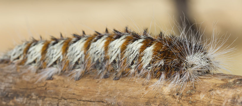 Close-up of a white and brown woolly worm crawling along a log