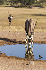 Lone Oryx drinking water from a pool in the hot Kalahari sun