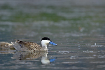 Pato puna (Anas puna)
