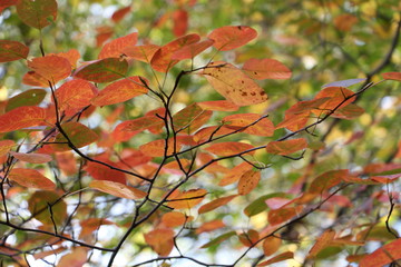 Autumn background 