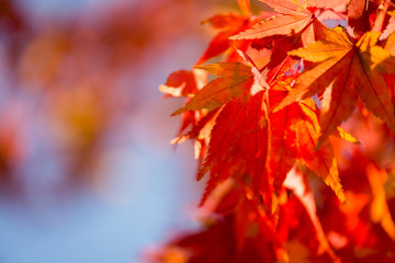 Autumn maple tree leaves