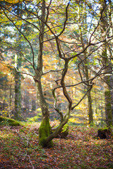 Scultura di legno nel bosco