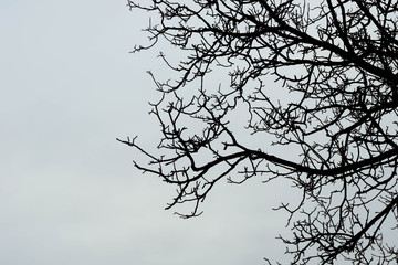 barren tree branches against sky