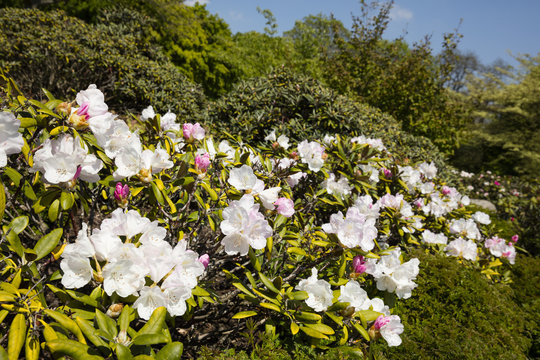 Blühender Rhododendron, Nordrhein-Westfalen, Deutschland, Europa