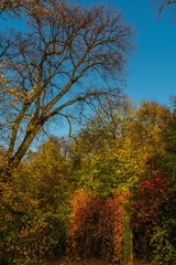 Przemyśl park. Jesień