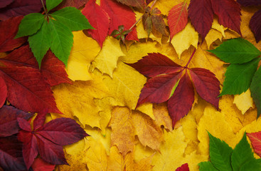 Naklejka na ściany i meble Autumn leaves as a background