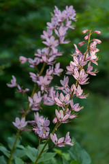 Dittany, Dictamnus albus