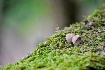 acorns in autumn
