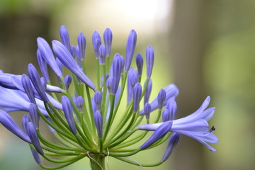 Purple flower