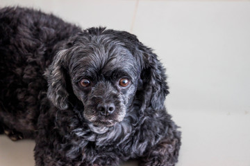 Black poodle dog is doing face skepticism.