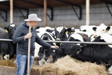 Farmer is working on farm with dairy cows - obrazy, fototapety, plakaty