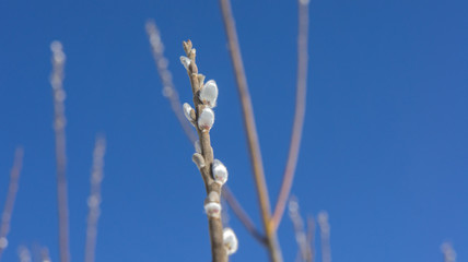 Buds of willow on a background of blue sky.