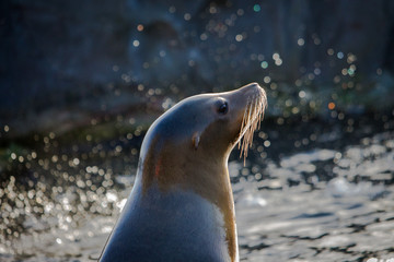 Naklejka premium Seelöwe