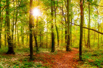 Beautiful scene in an autumnal forest