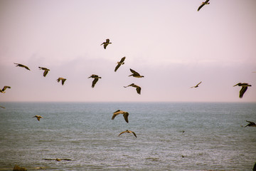 Fototapeta na wymiar Pelican Flock II