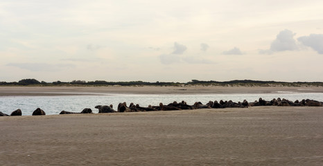 ban de phoques sur la côte d'opale © Image'in