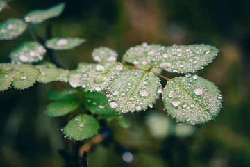 Macro picture of some drops of dew on a plant in Cortina D'Ampezzo, Dolomites, Italy