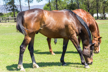 Obraz premium Beautiful brown horses eating grass in a sunny green field