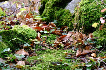 Laub auf Moos