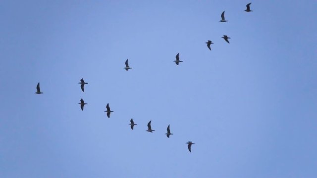 Follow leaders: Flock of  seagull flying in an imperfect V formation. Slow motion.  Birds gull flying in formation, Blue sky background. Migrating Greater birds flying in Formation