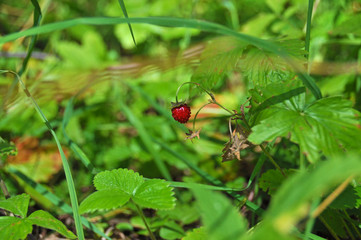 A sunlit stawberry among strawberry leaves and blades of grass