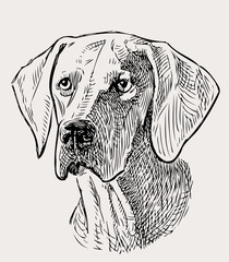 sketch portrait of a hunting dog