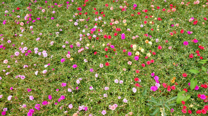 Colorful Rose Moss Flowers Background