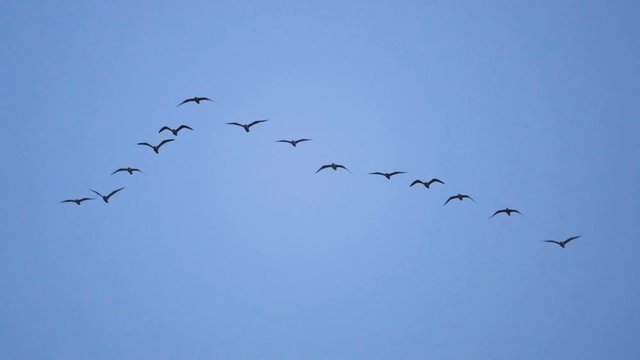 Follow leaders: Flock of  seagull flying in an imperfect V formation. Slow motion.  Birds gull flying in formation, Blue sky background. Migrating Greater birds flying in Formation