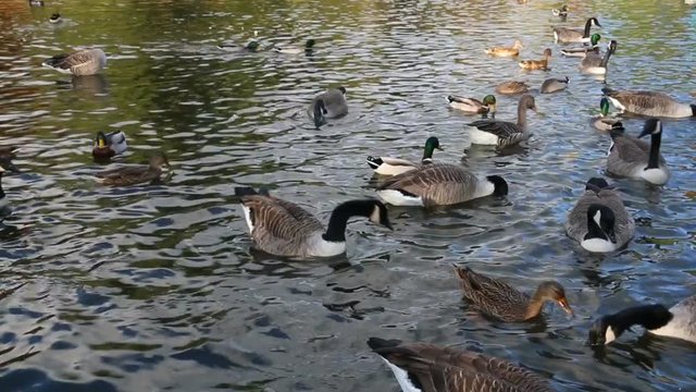 Canada geese and ducks swimming on a lake on an autumn day