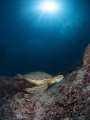Obraz na płótnie Canvas green sea turtle on a reef