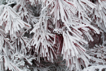 Naklejka na ściany i meble Closeup beautiful photo of the spruce branches covered with hoarfrost