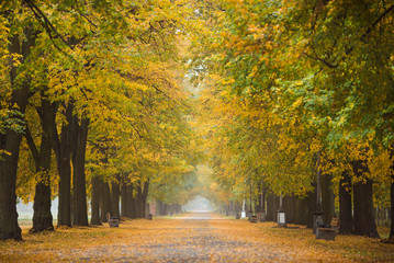 autumn park road