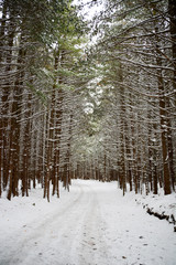 Frozen forest in Bulgaria