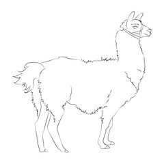  A beautiful realistic hand drawn sketch of alpaca or lama. Vector illustration. Outline portrait of lama isolated on white background. Concept for card or print