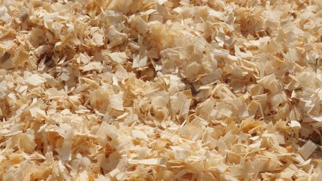 Close-up of scobs made after wood cutting footage - Energy source in wooden sawdust slow pan