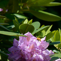 Bee flying between flower