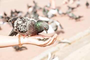 Obraz premium Pigeon sits with a woman's palm and eats