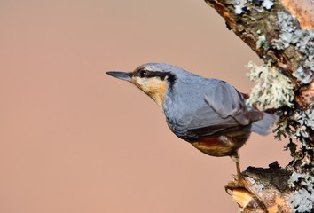 Eurasian nuthatch perching.