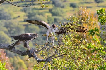 Bonelli's eagle couple on tree branch