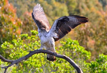Male Bonelli's eagle spreading wings