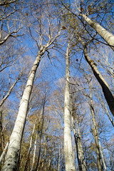 Fototapeta premium Forest in Bulgarian Mountains 
