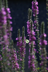 Obraz premium white butterfly on purple flowers 