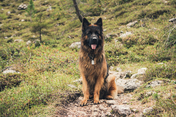 Picture of a German shepherd dog on the trails of Cortina D'Ampezzo, Dolomites, Italy