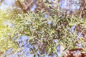 Olive tree. Olives on olive tree branch
