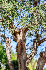 Olive tree. Olives on olive tree branch