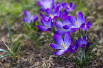 Fototapeta premium crocus - one of the first spring flowers