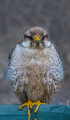 Barbary falcon 
